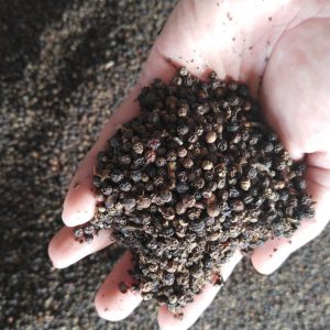 BLACK PEPPER( FAQ) 